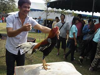 fighting cock ไก่ชน ชนไก่