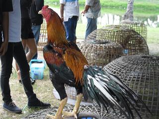 fighting cock ไก่ชน ชนไก่