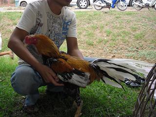 fighting cock ไก่ชน ชนไก่