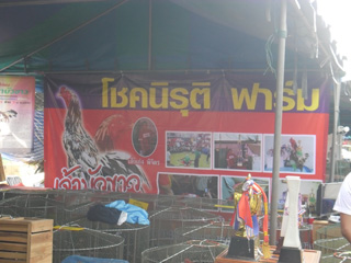 ไก่ชน