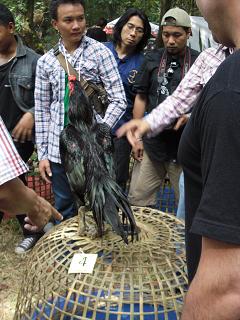 ไก่ชน ชนไก่ Fighting cock