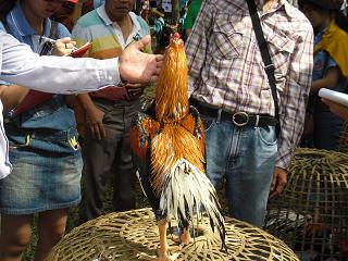 ไก่ชน ชนไก่ Fighting cock