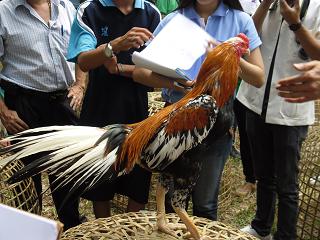 ไก่ชน ชนไก่ Fighting cock