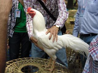 ไก่ชน ชนไก่ Fighting cock