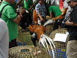 ไก่ชน ชนไก่ Fighting cock