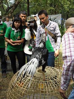 ไก่ชน ชนไก่ Fighting cock