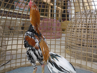 ไก่ชน
