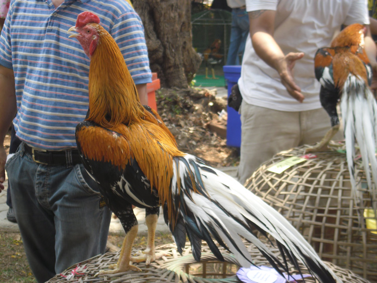 ไก่ชน ชนไก่