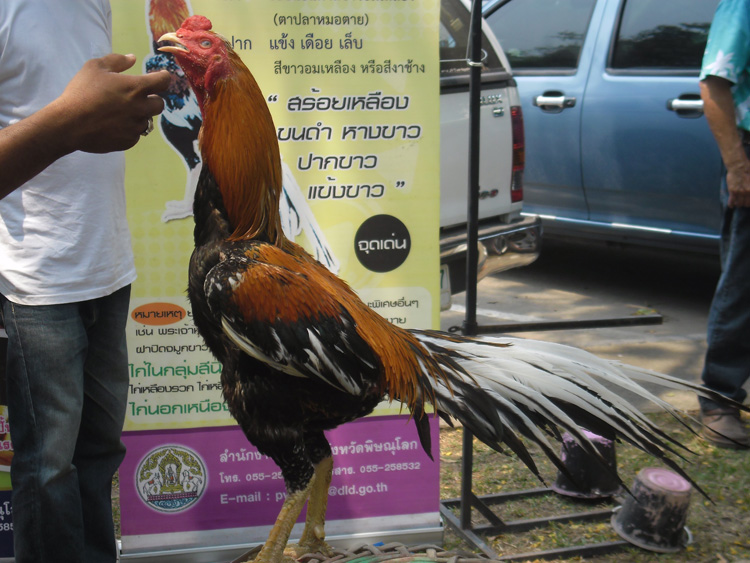 ไก่ชน ชนไก่