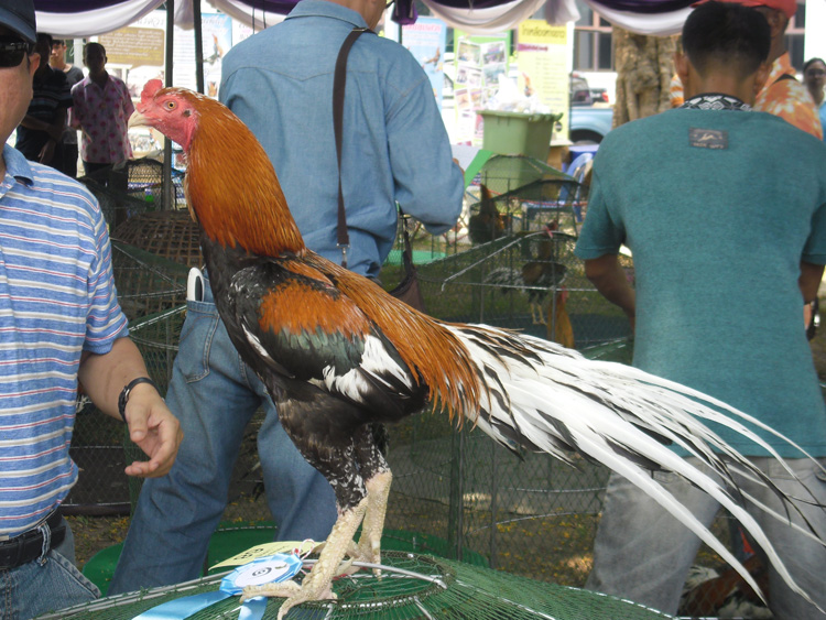 ไก่ชน ชนไก่