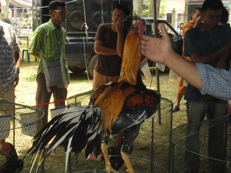 ไก่ชน ชนไก่