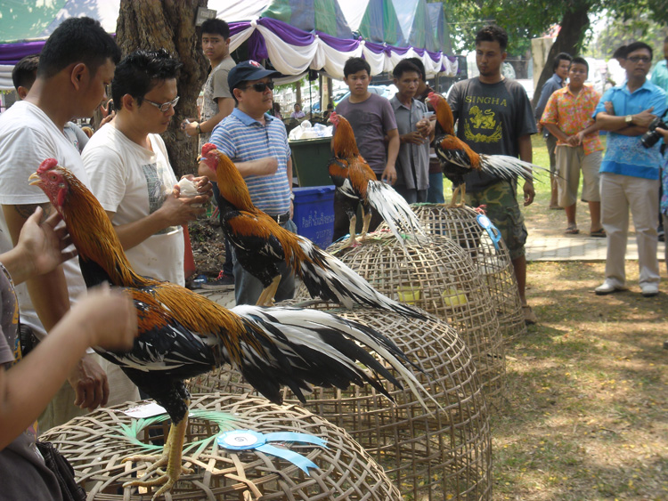 ไก่ชน ชนไก่