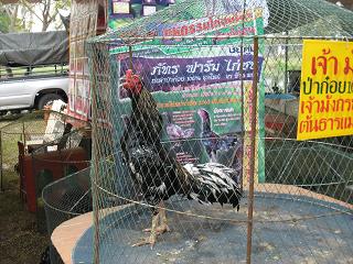 fighting cock ไก่ชน ชนไก่