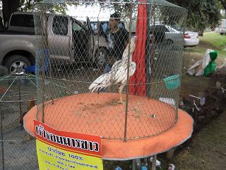 fighting cock ไก่ชน ชนไก่