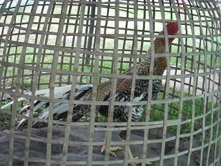 fighting cock ไก่ชน ชนไก่