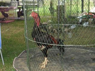 fighting cock ไก่ชน ชนไก่