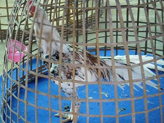 fighting cock ไก่ชน ชนไก่