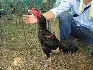 fighting cock ไก่ชน ชนไก่