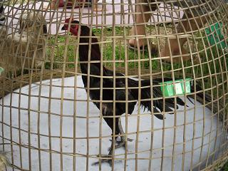 fighting cock ไก่ชน ชนไก่