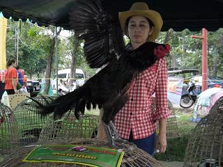 fighting cock ไก่ชน ชนไก่