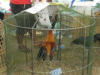 fighting cock ไก่ชน ชนไก่
