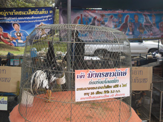 ไก่ชน