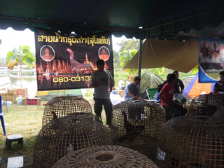 ไก่ชน
