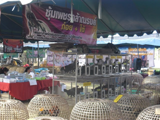 ไก่ชน