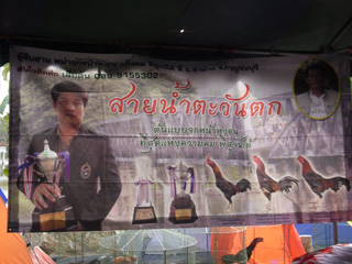 ไก่ชน