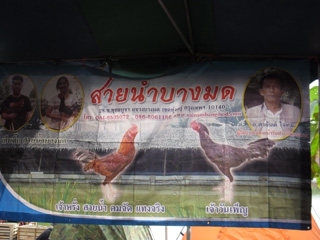 ไก่ชน