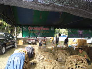 ไก่ชน