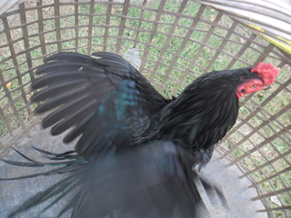 ไก่ชน