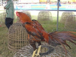 ไก่ชน
