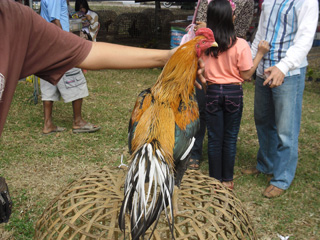 ไก่ชน