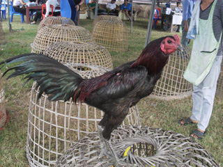 ไก่ชน