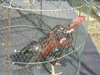 ไก่ชน
