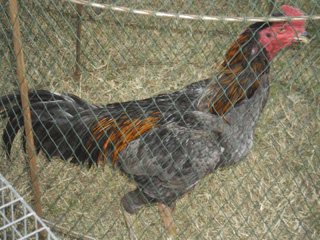 ไก่ชน