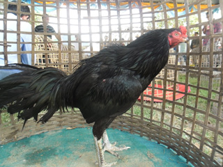 ไก่ชน
