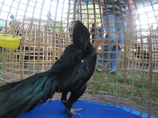 ไก่ชน