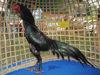 ไก่ชน