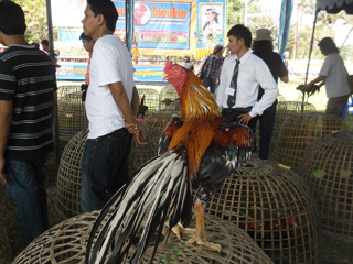ไก่ชน