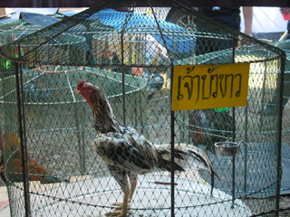 ไก่ชน