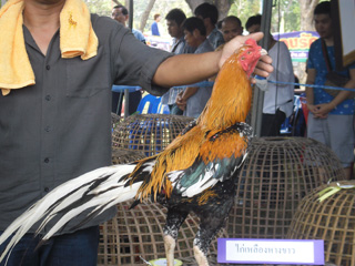ไก่ชน