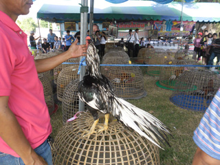 ไก่ชน