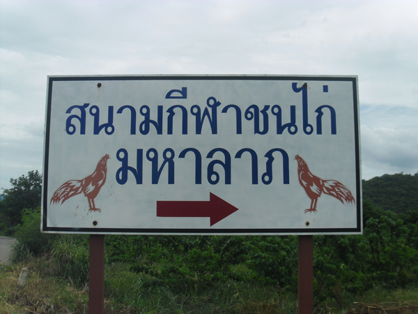 สนามกีฬาชนไก่