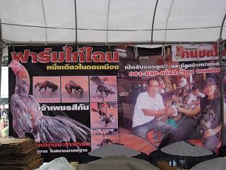 ไก่ชน ชนไก่ Fighting cock