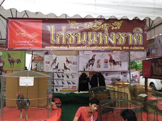 ไก่ชน ชนไก่ Fighting cock