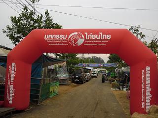 ไก่ชน ชนไก่ Fighting cock