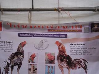 ไก่ชน ชนไก่ Fighting cock