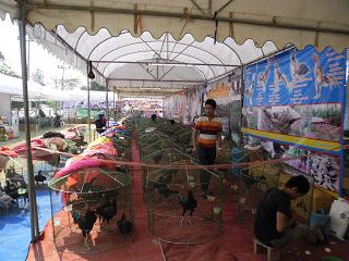 ไก่ชน ชนไก่ Fighting cock